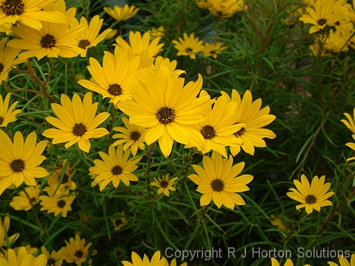 Helianthus Golden Pyramid